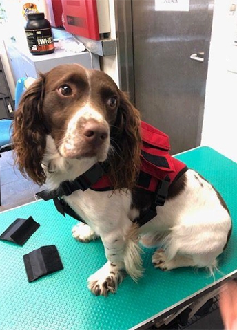 Public File | Dog Harness-User Photo-2